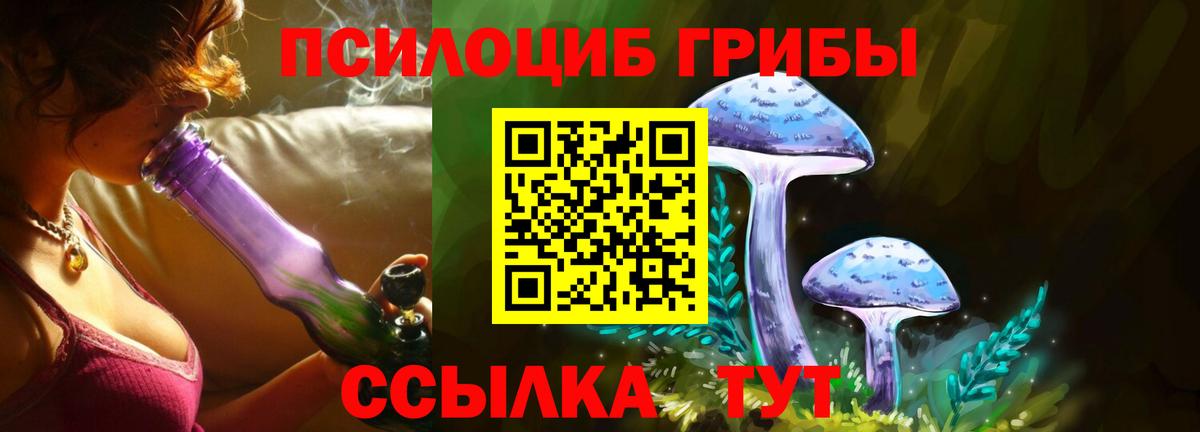 Галлюциногенные грибы Psilocybe Асино